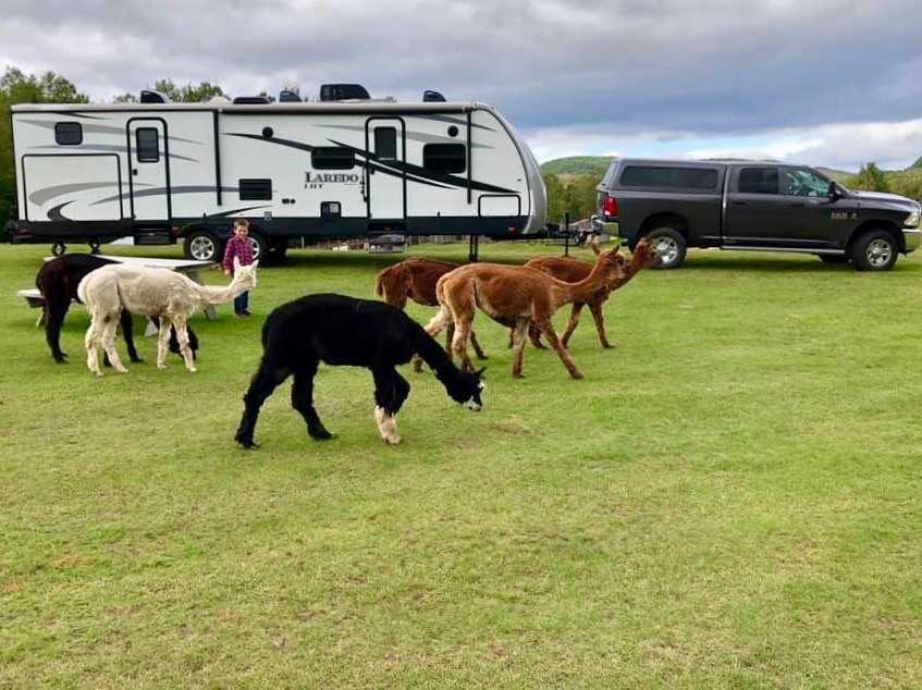 camping en roulotte avec enfant et alpagas